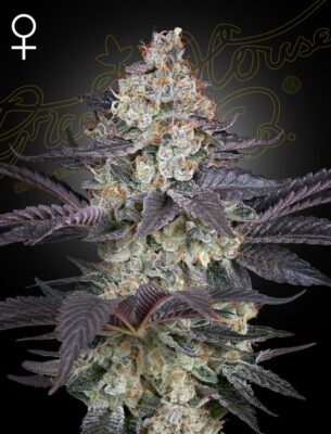 Ztrawberry Green House Seeds