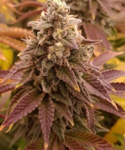 Acapulco Gold — изображение 2