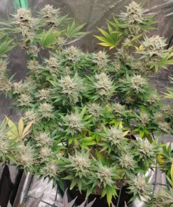 Acapulco Gold — изображение 11