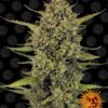 Acapulco Gold Barneys Farm Seeds
