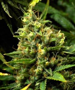 Acapulco Gold — изображение 3