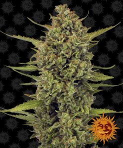 Acapulco Gold Barneys Farm Seeds