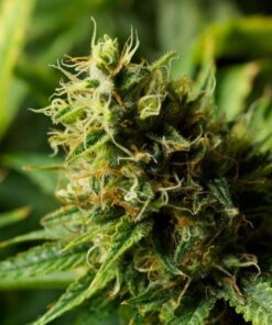 Acapulco Gold — изображение 4