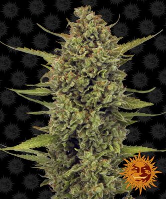 Acapulco Gold Barneys Farm Seeds