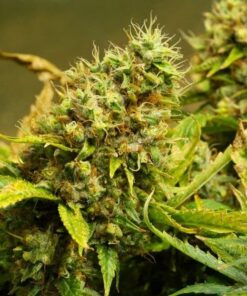 Acapulco Gold — изображение 5