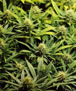 Acapulco Gold — изображение 6