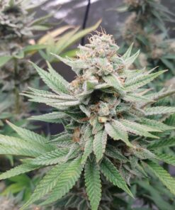 Acapulco Gold — изображение 7