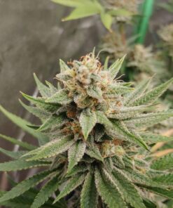 Acapulco Gold — изображение 8