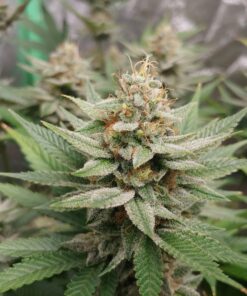 Acapulco Gold — изображение 9