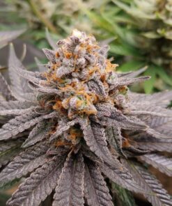 Acapulco Gold — изображение 10
