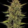 Acapulco Gold regular Barneys Farm Seeds