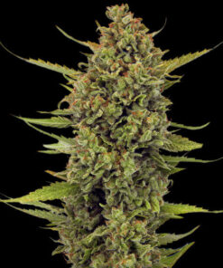 Acapulco Gold regular Barneys Farm Seeds