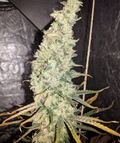 Afghan Hash Plant regular — изображение 3