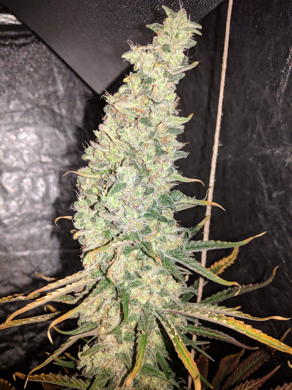 Afghan Hash Plant regular — изображение 3