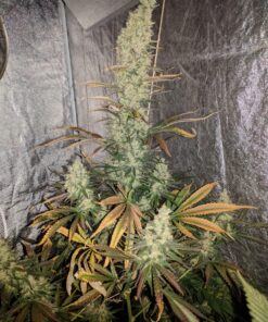 Afghan Hash Plant regular — изображение 2