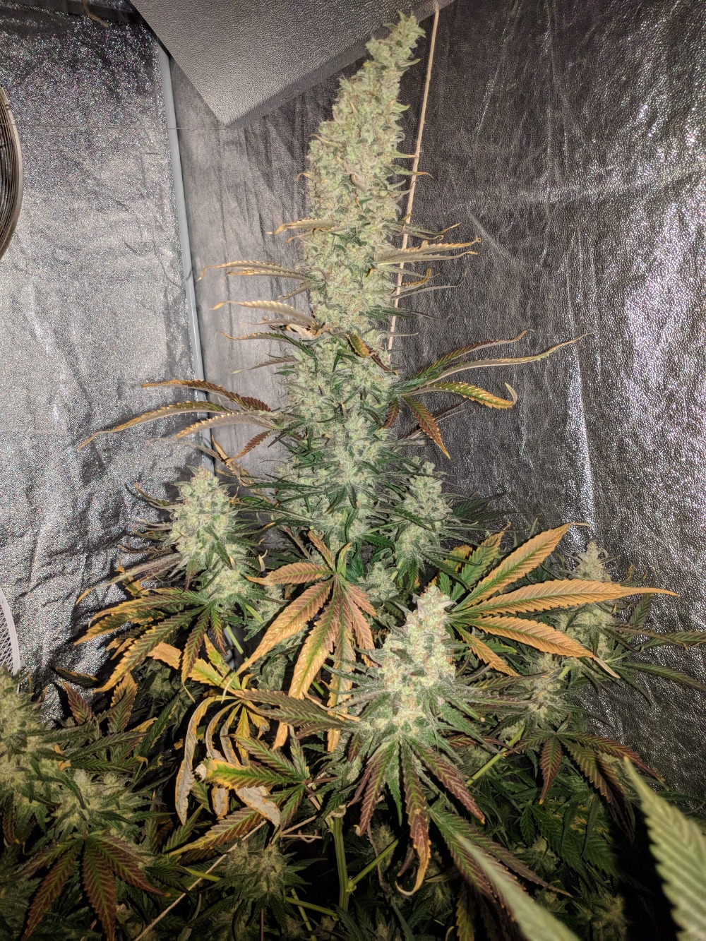 Afghan Hash Plant regular — изображение 2