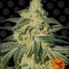 Afghan Hash Plant Regular Barneys Farm Seeds