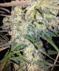 Afghan Hash Plant regular — изображение 4
