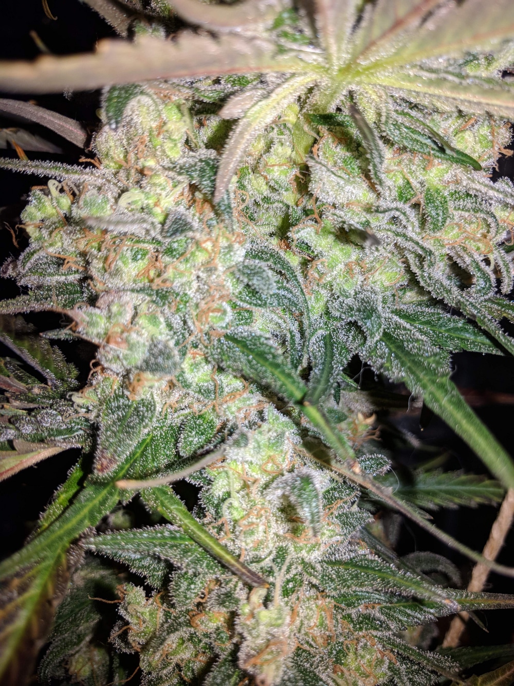 Afghan Hash Plant regular — изображение 4