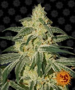 Afghan Hash Plant Regular Barneys Farm Seeds