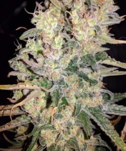 Afghan Hash Plant regular — изображение 5