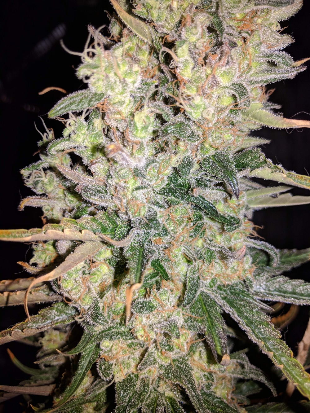Afghan Hash Plant regular — изображение 5