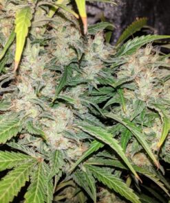 Afghan Hash Plant regular — изображение 6