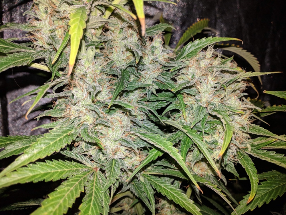 Afghan Hash Plant regular — изображение 6
