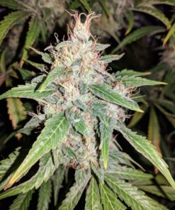 Afghan Hash Plant regular — изображение 7