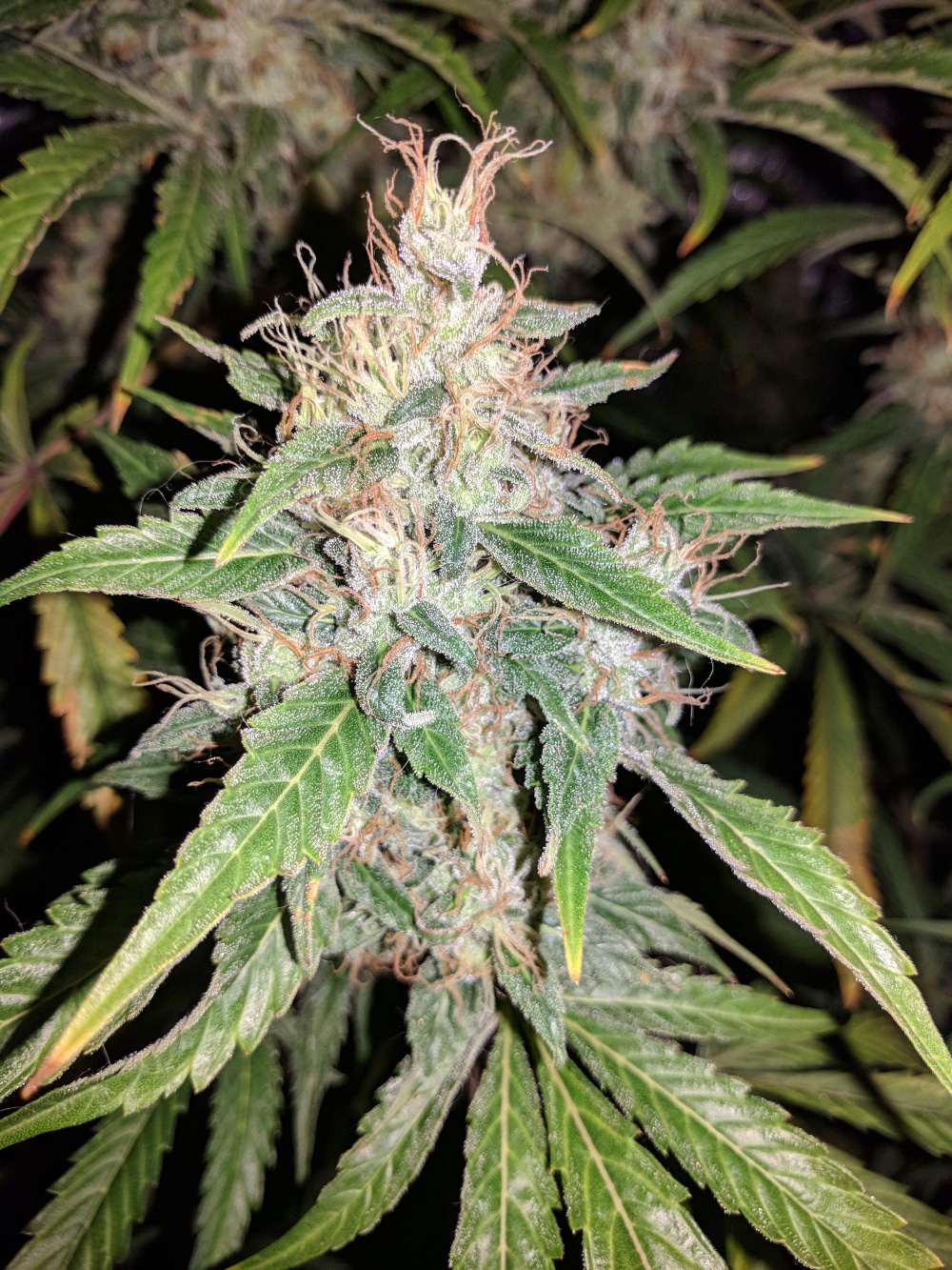 Afghan Hash Plant regular — изображение 7