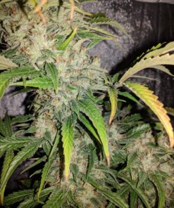 Afghan Hash Plant regular — изображение 8