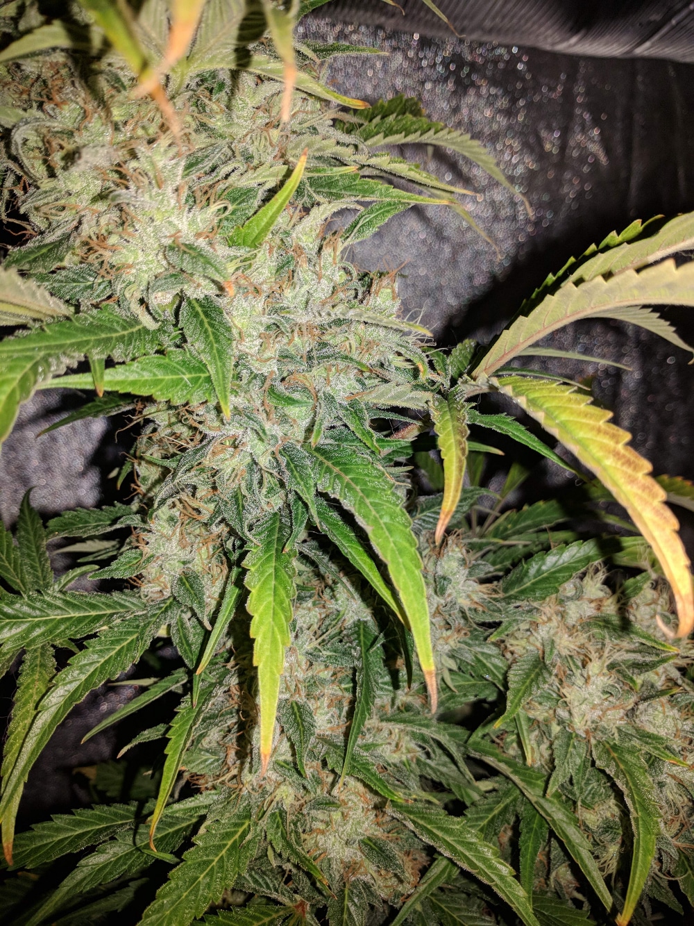 Afghan Hash Plant regular — изображение 8