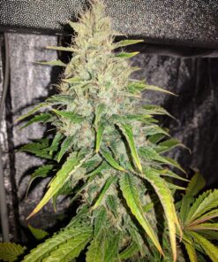 Afghan Hash Plant regular — изображение 9