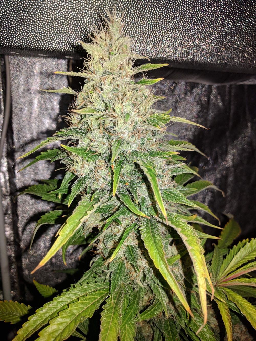 Afghan Hash Plant regular — изображение 9