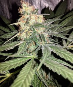 Afghan Hash Plant regular — изображение 10