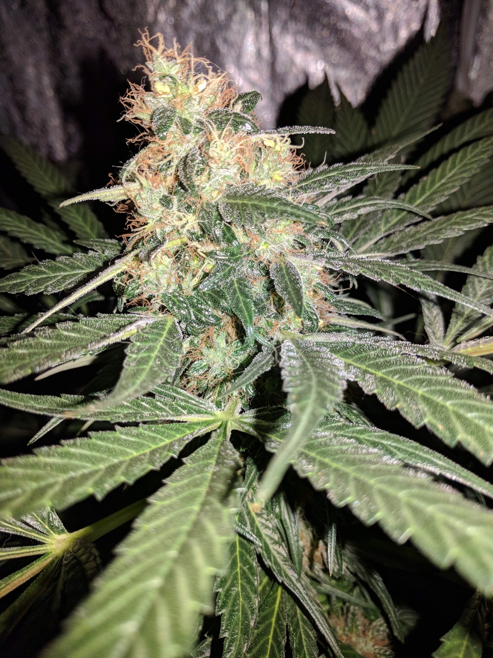 Afghan Hash Plant regular — изображение 10