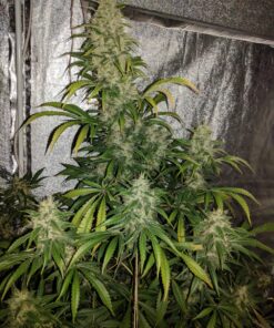 Afghan Hash Plant regular — изображение 11