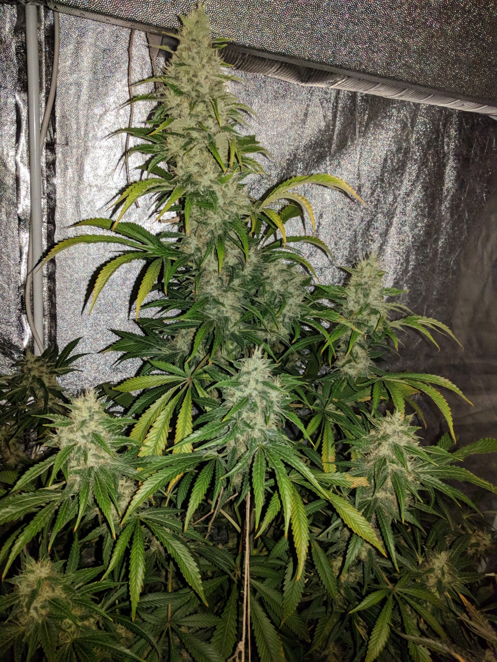 Afghan Hash Plant regular — изображение 11