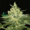 Afghan Kush WorldOfSeeds
