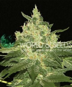 Afghan Kush WorldOfSeeds