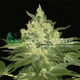 Afghan Kush WorldOfSeeds