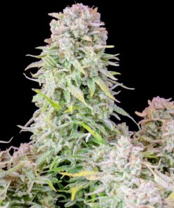 Afghan Kush Auto — изображение 2