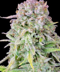 Afghan Kush Auto — изображение 11