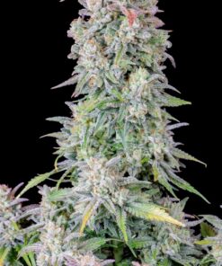 Afghan Kush Auto — изображение 3