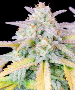 Afghan Kush Auto — изображение 4