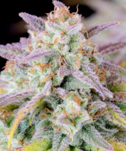 Afghan Kush Auto — изображение 5