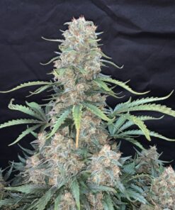 Afghan Kush Auto — изображение 8