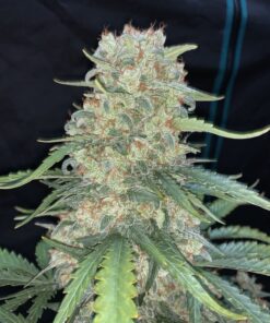 Afghan Kush Auto — изображение 9