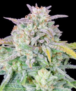 Afghan Kush Auto — изображение 10