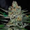 Afghan Kush Early Version WorldOfSeeds